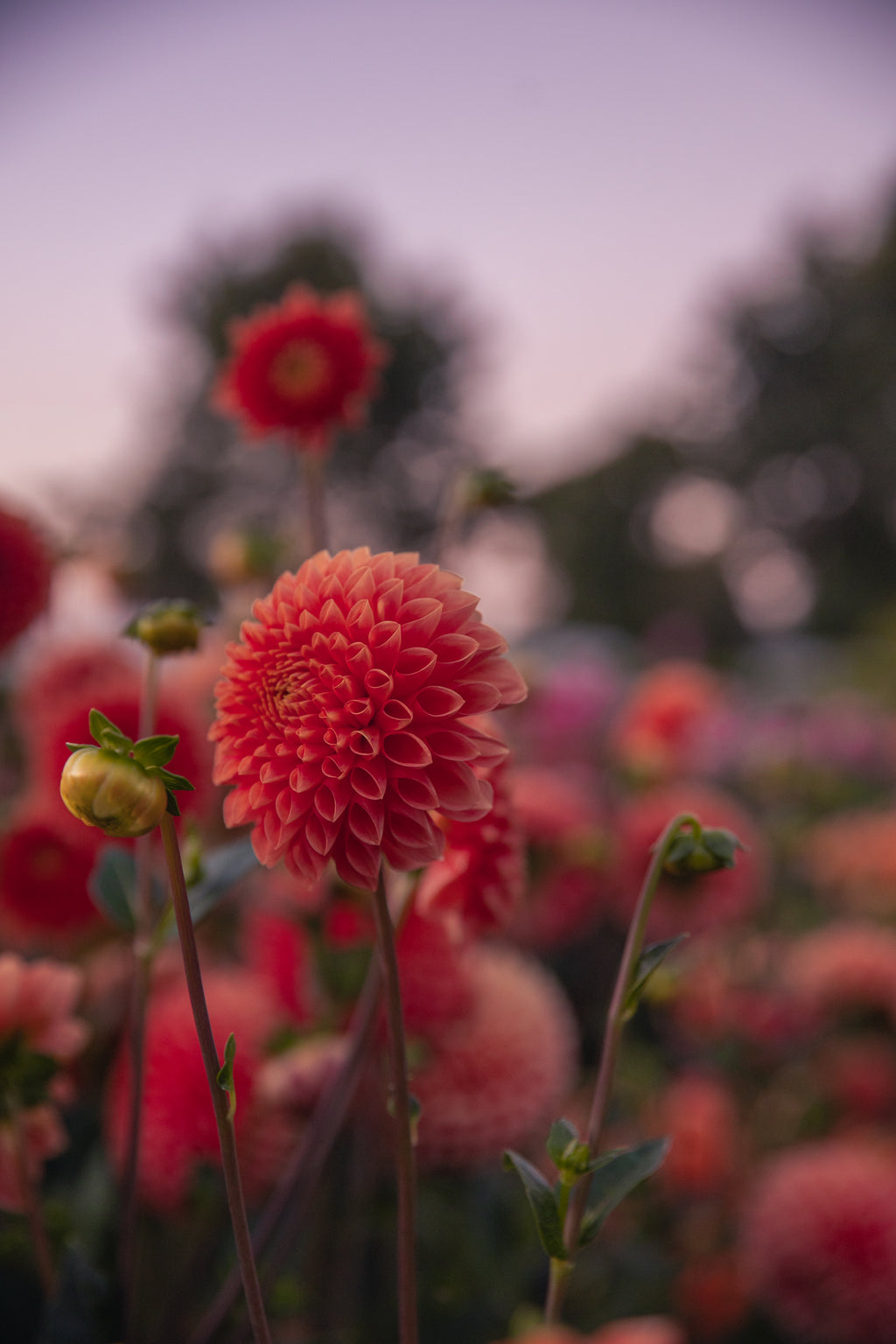 Jowey Linda Dahlia