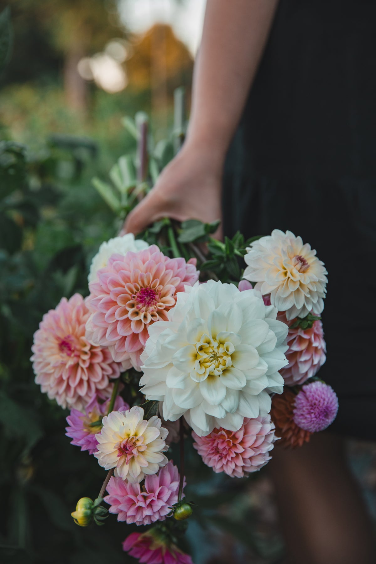 Fleurel Dahlia