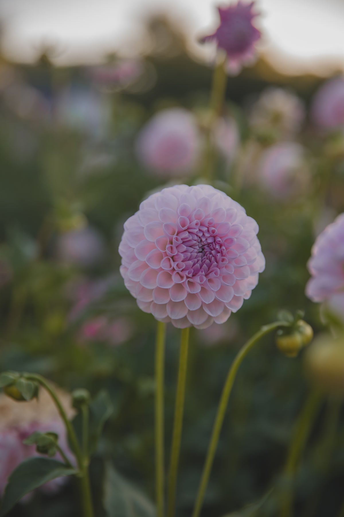 Megan Dean Dahlia