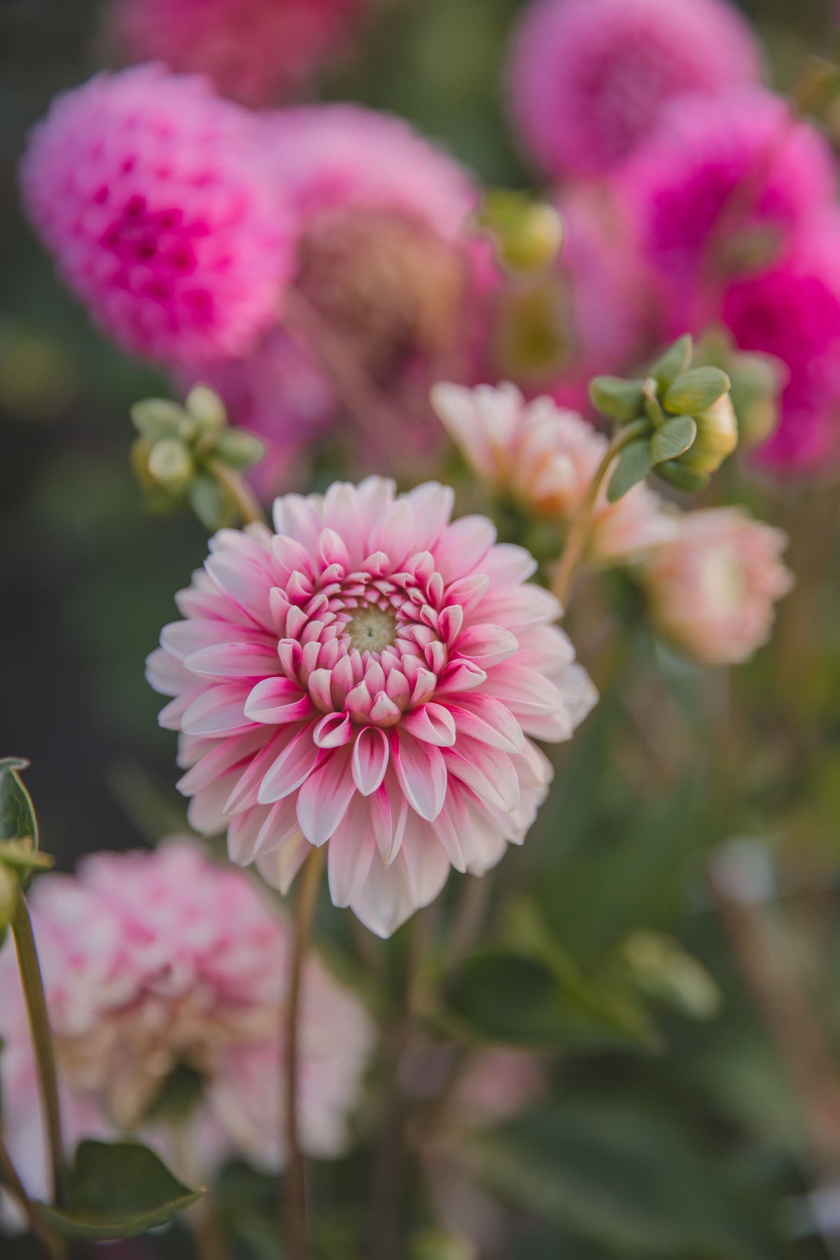 Strawberry & Cream Dahlia