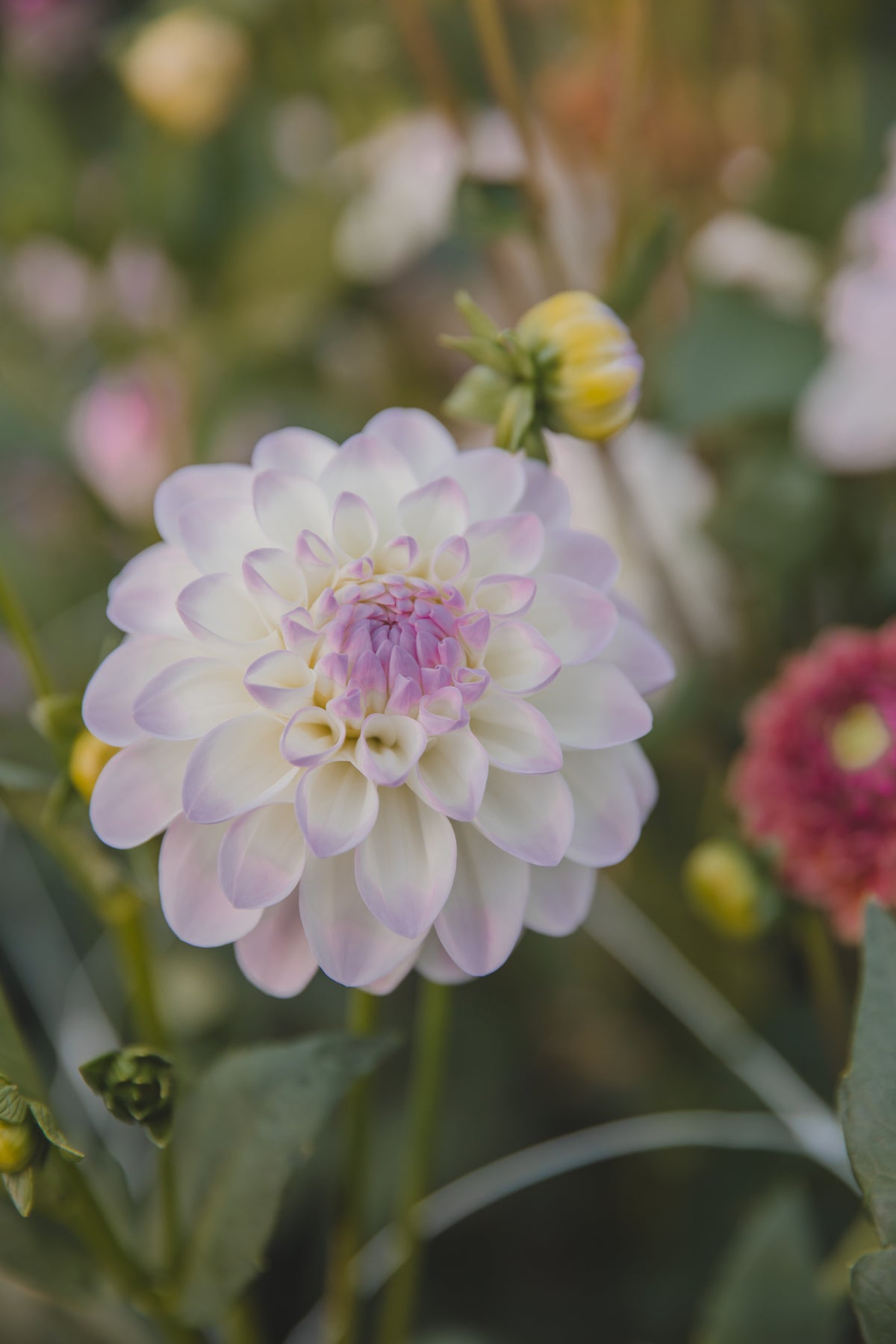 Eveline Dahlia