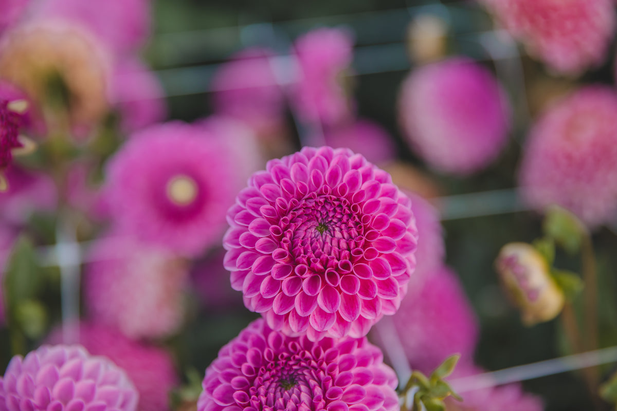 Heather Dahlia