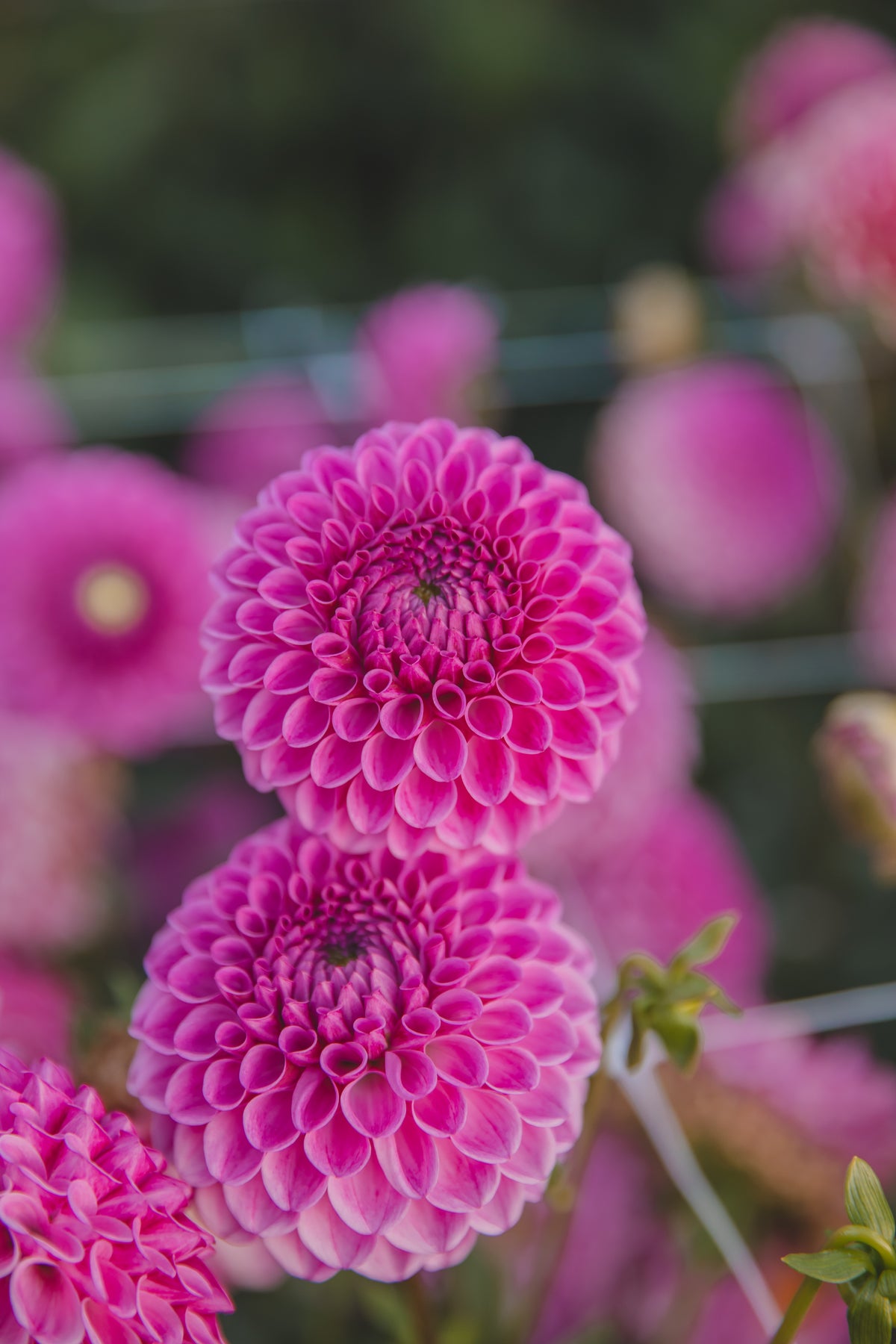 Heather Dahlia