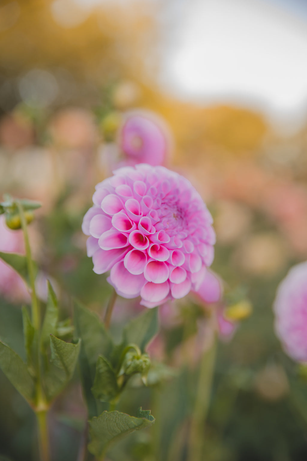Stole Van Berlin Dahlia