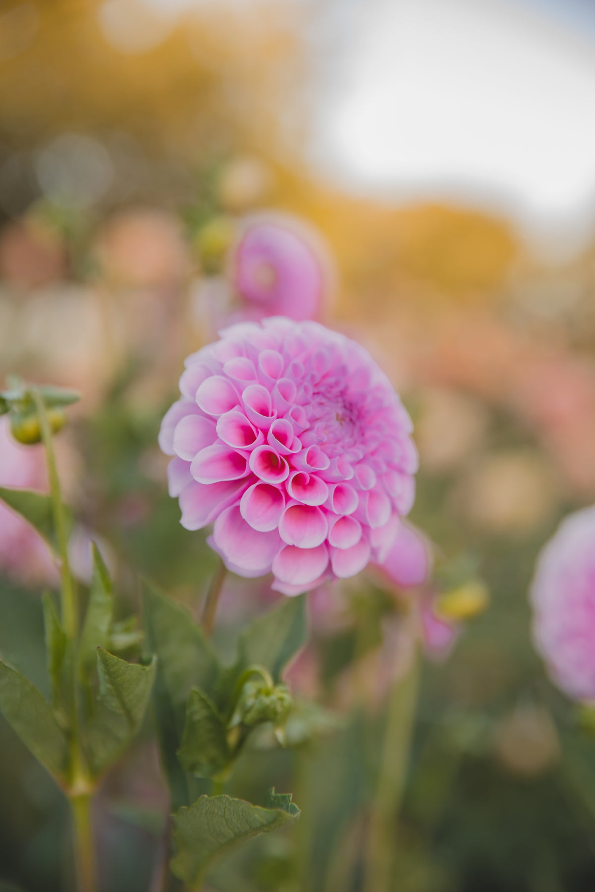 Stole Van Berlin Dahlia