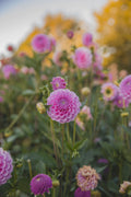 Stole Van Berlin Dahlia