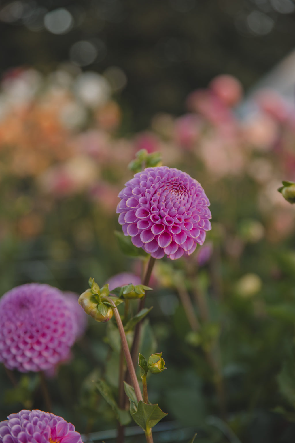 Isabel Dahlia
