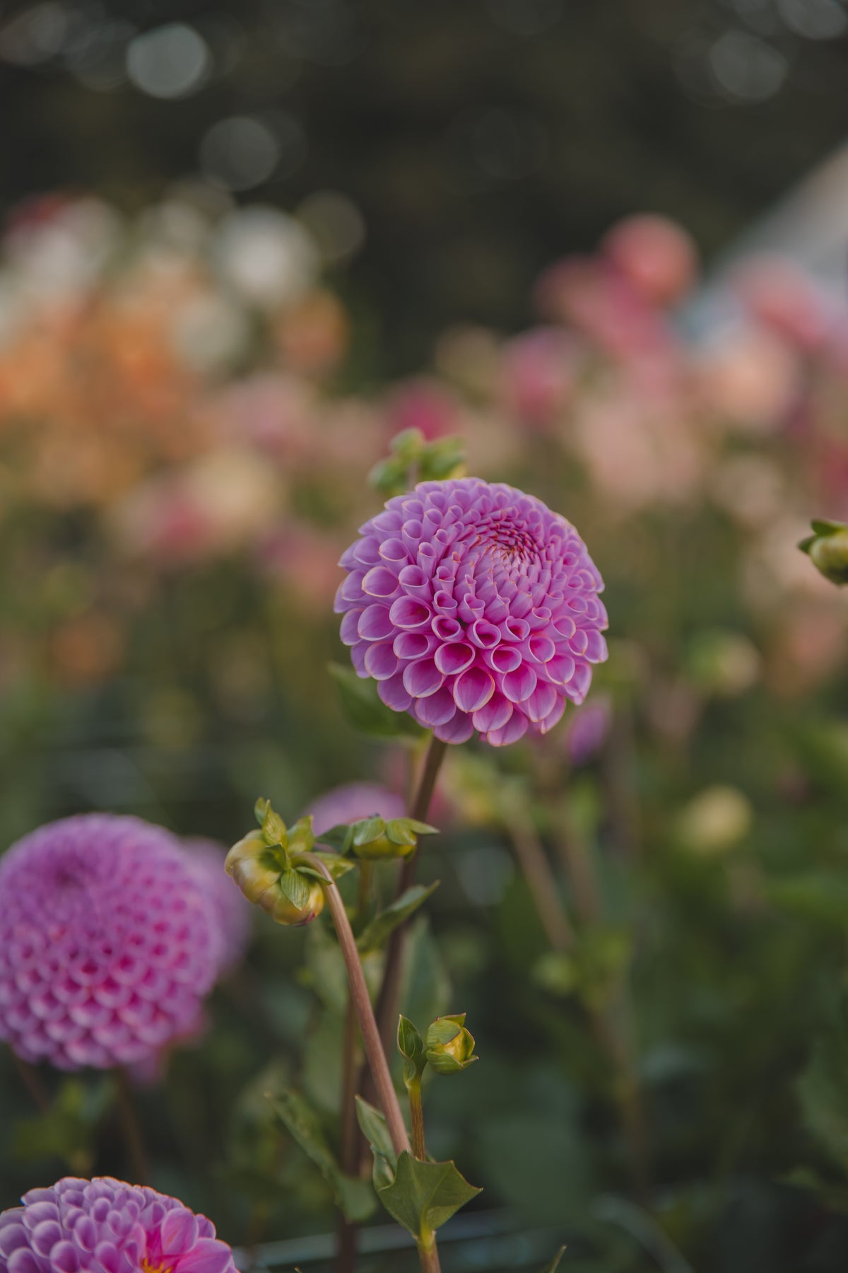 Isabel Dahlia