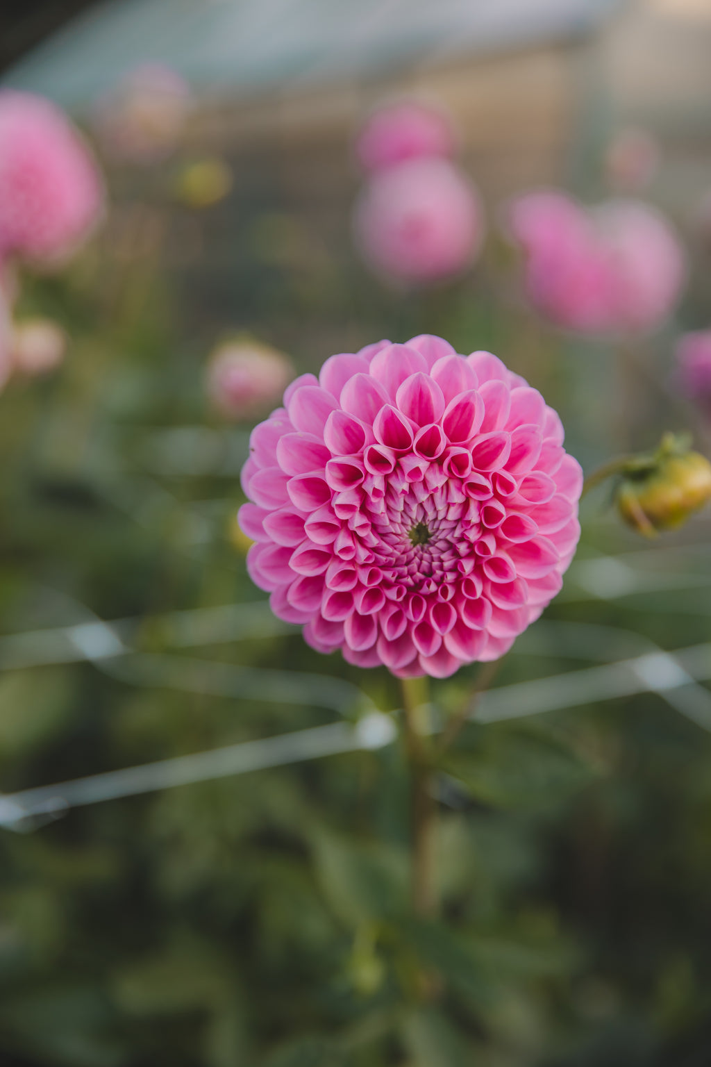 Sweet Fabienne Dahlia