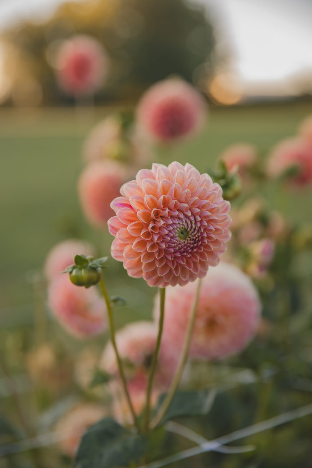 Nat G Dahlia