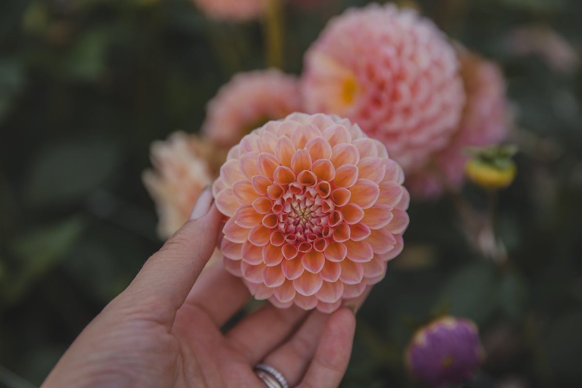 Nat G Dahlia