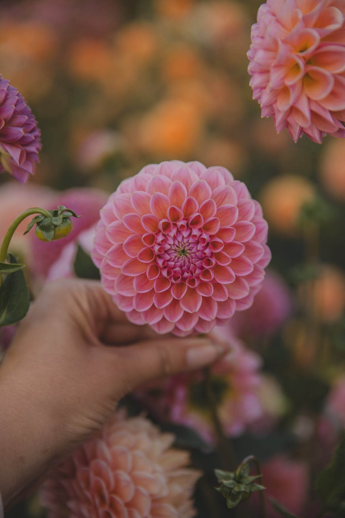 Linda's Baby Dahlia