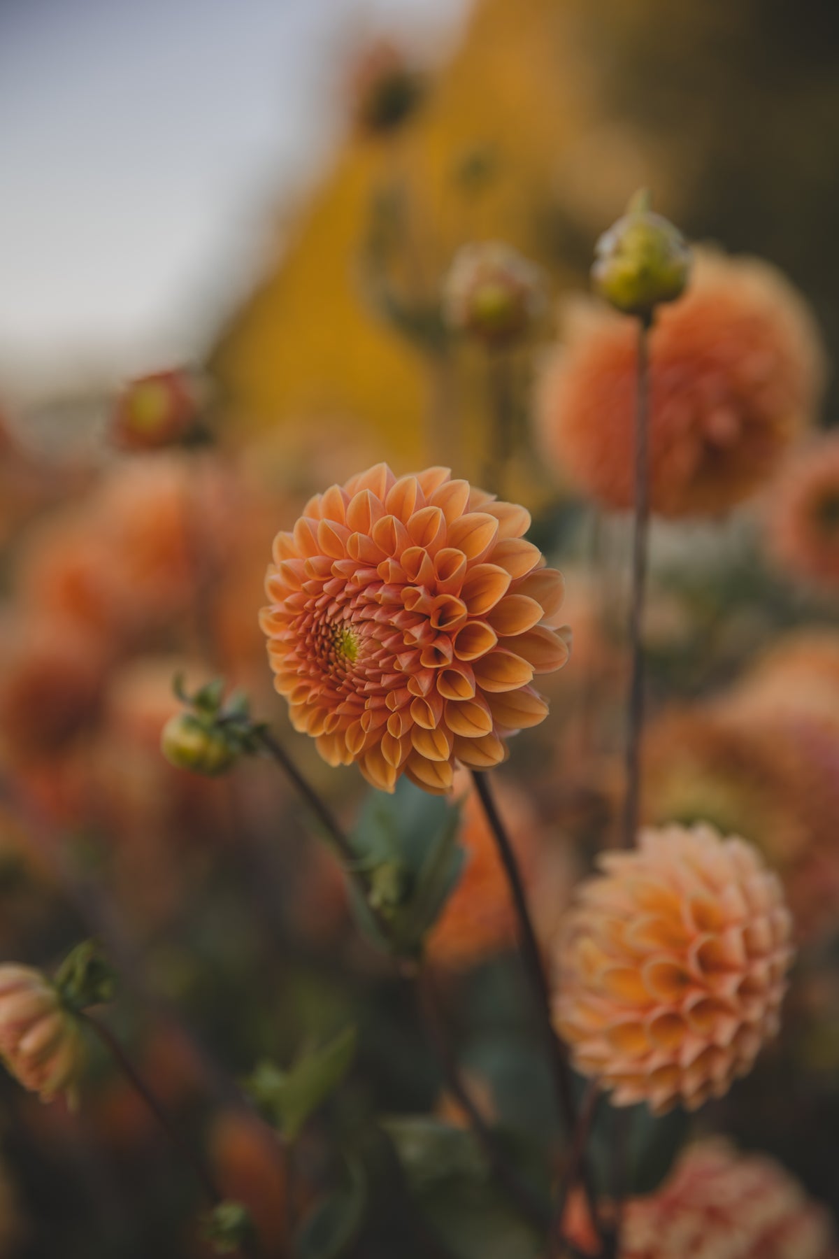 Beatrice Dahlia