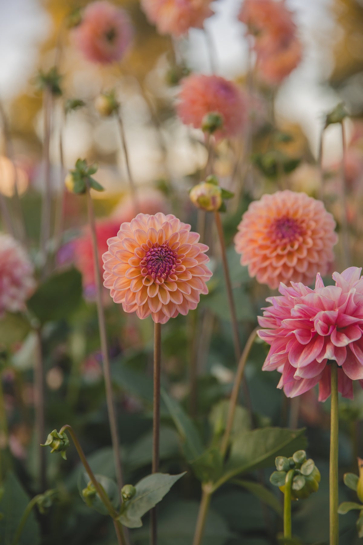 Moderato Dahlia