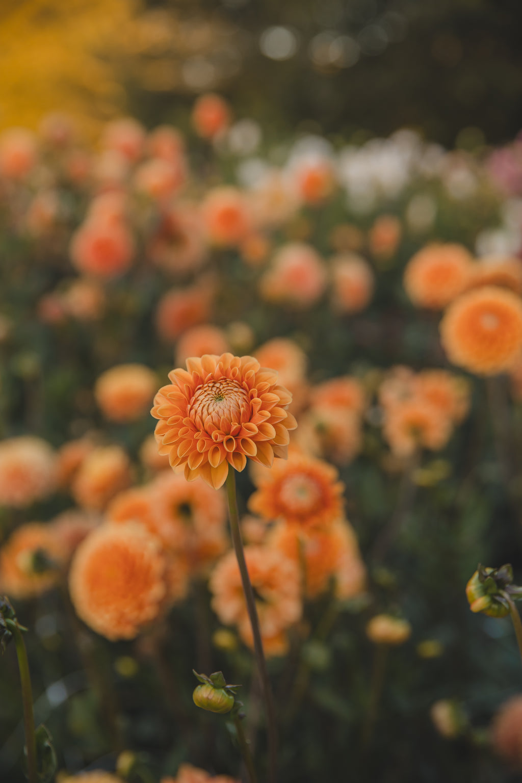 Maarn Dahlia