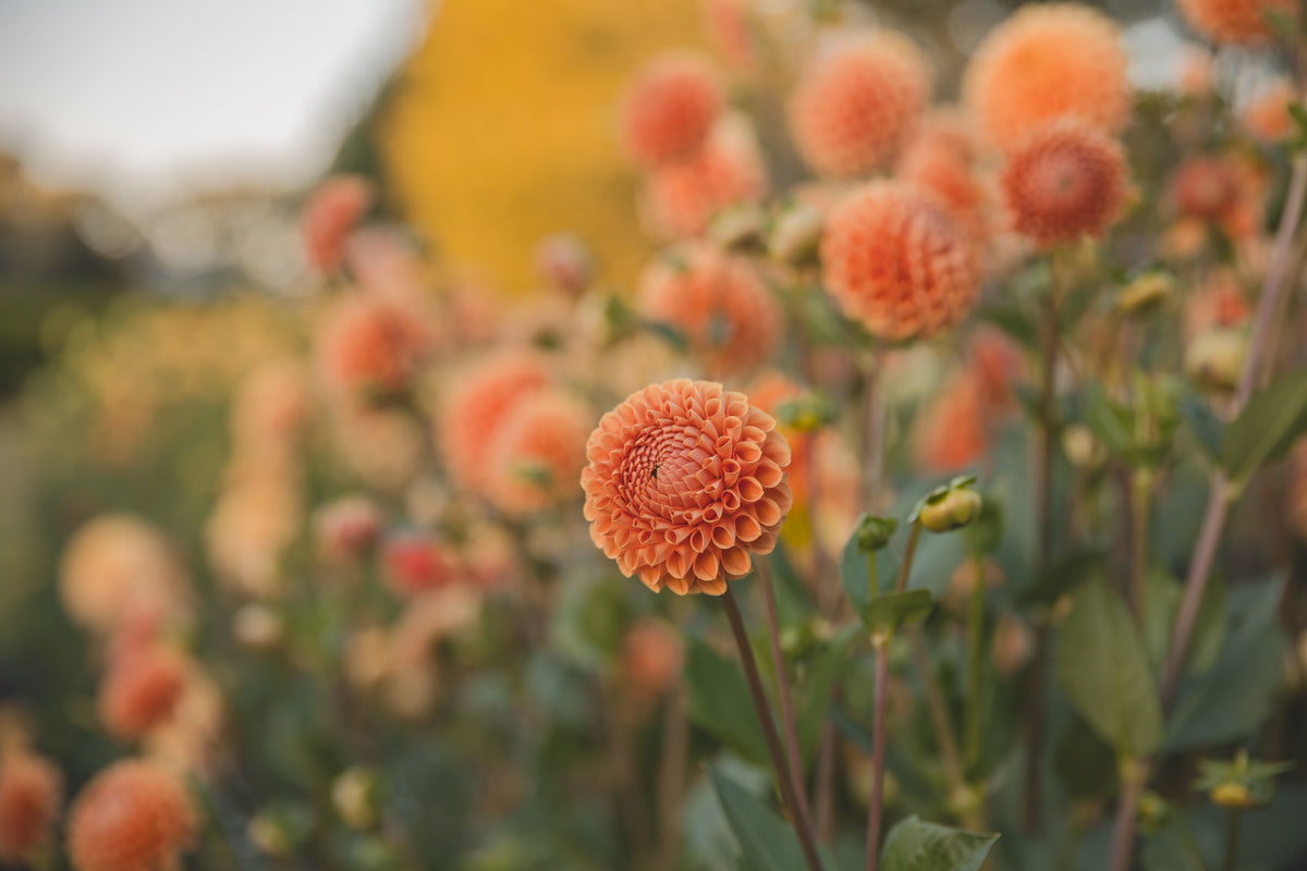 Ball Bundle - Dahlias