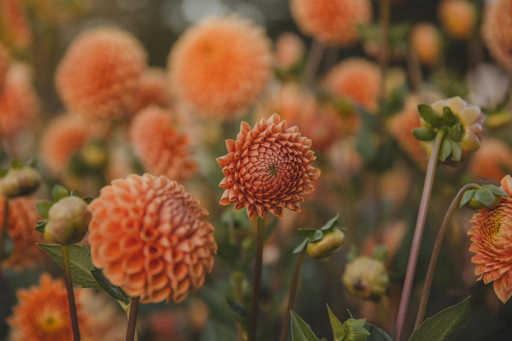 Cornel Bronze Dahlia