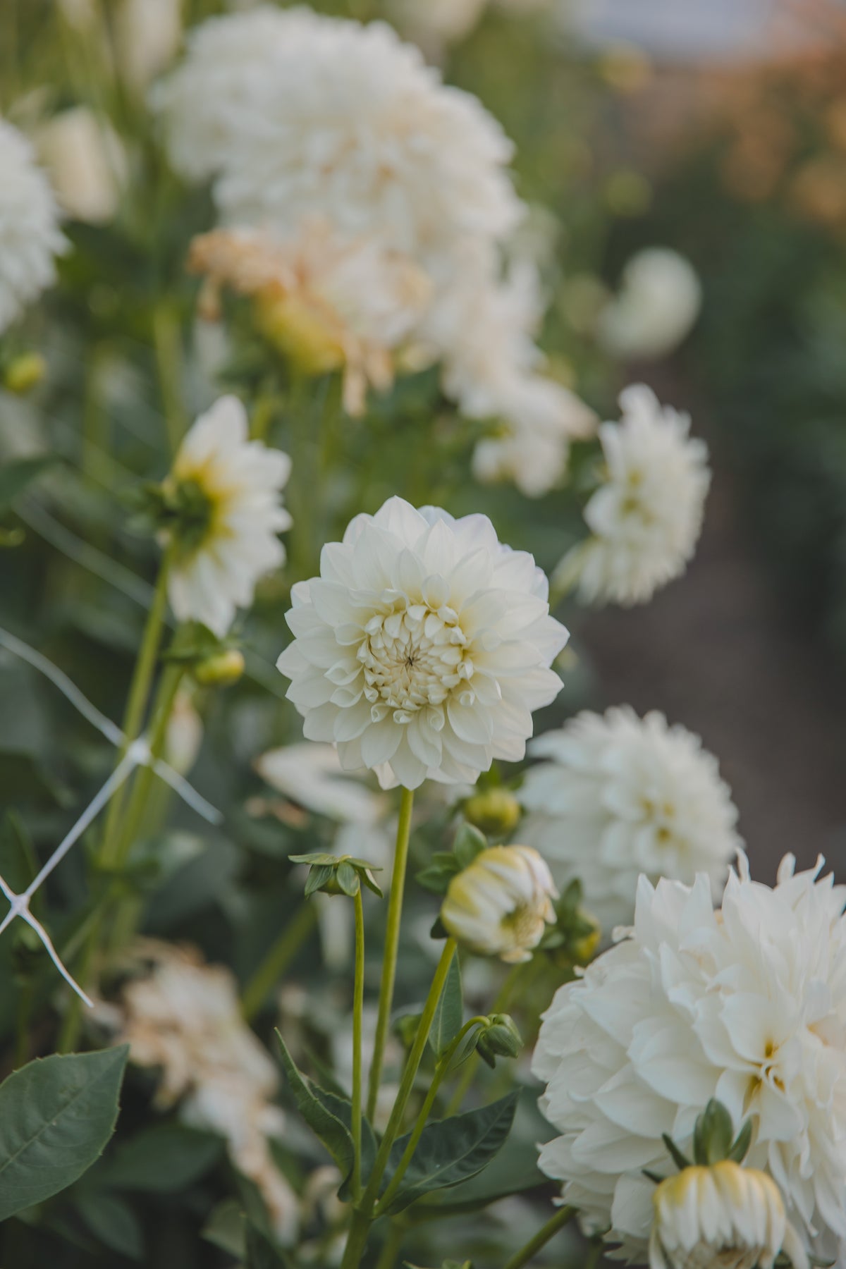 Snowcap Dahlia