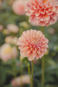 Milena Fleur Dahlia