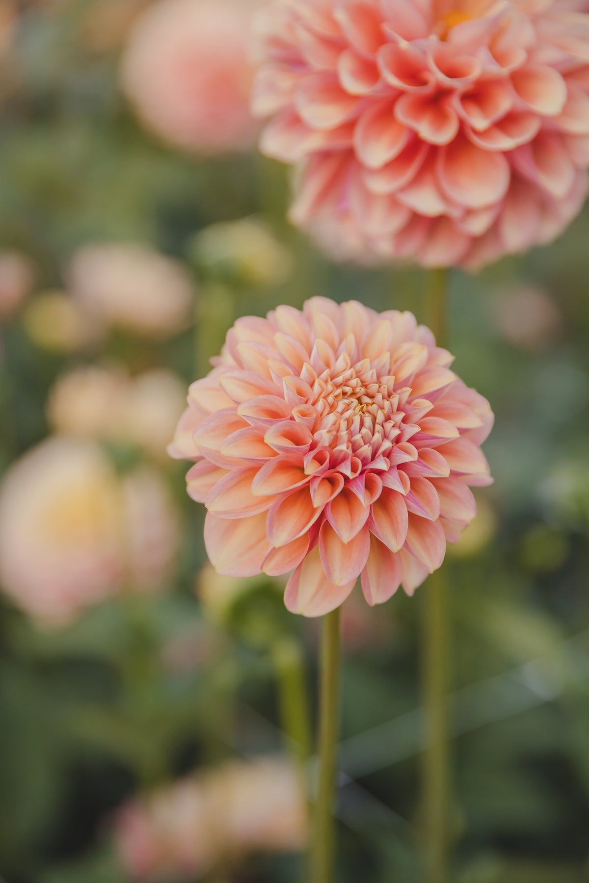 Milena Fleur Dahlia