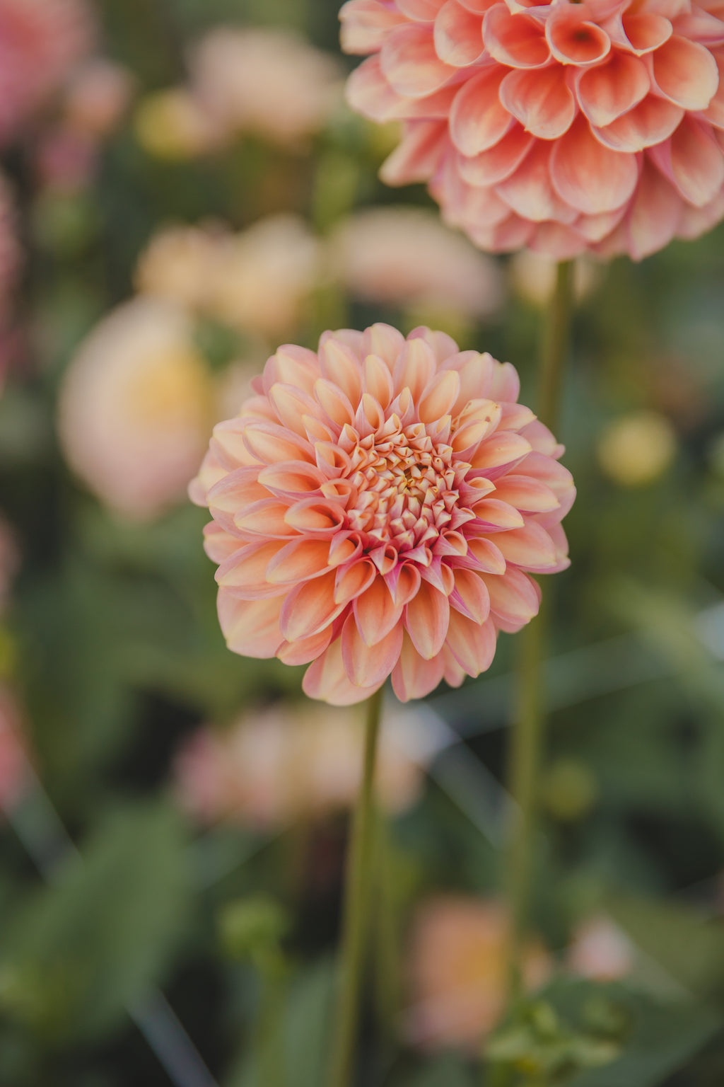 Milena Fleur Dahlia