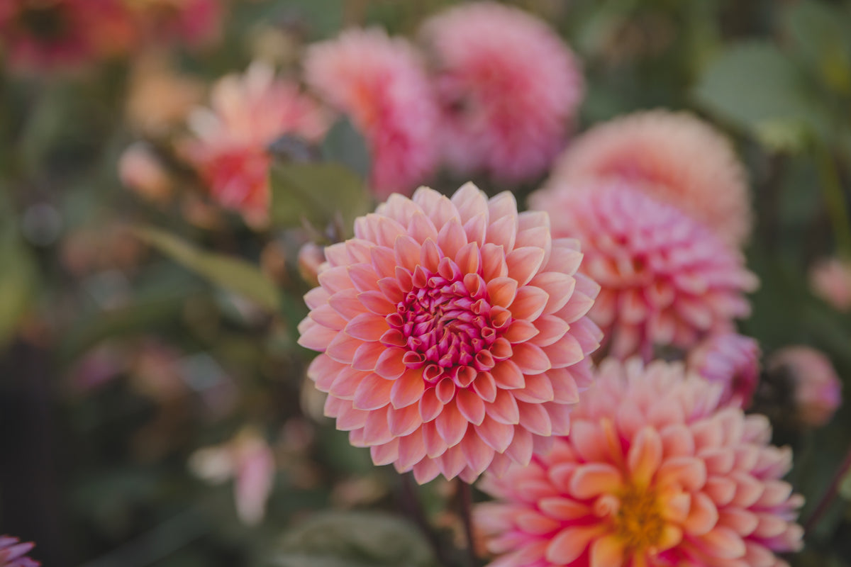 Sweet Sanne Dahlia