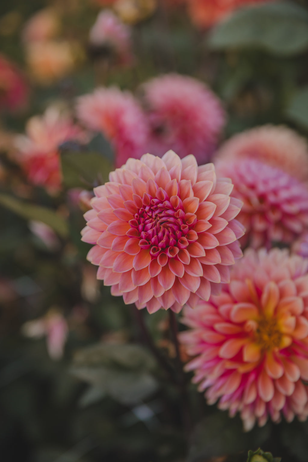 Sweet Sanne Dahlia