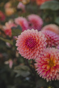 Sweet Sanne Dahlia