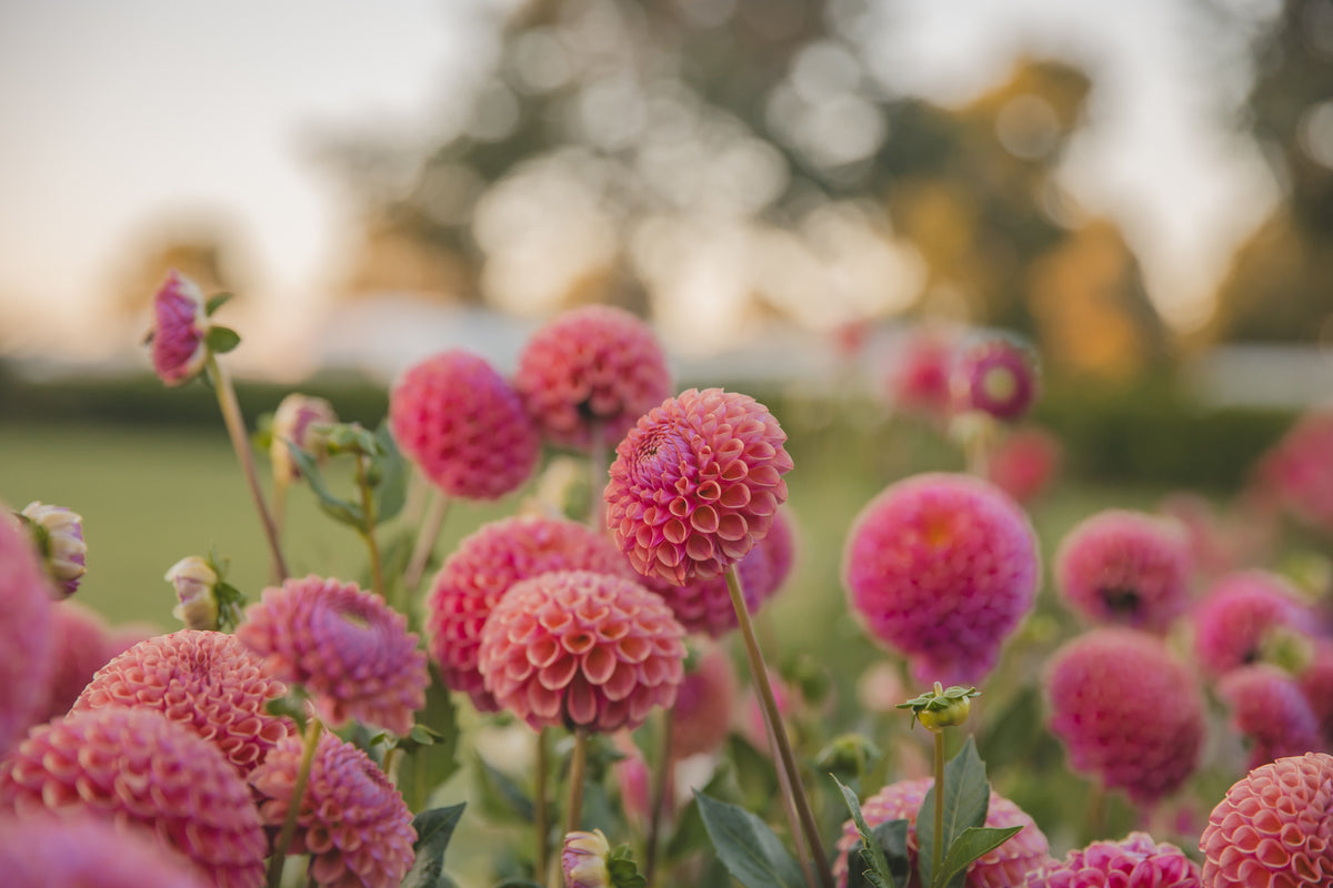 Caitlins Joy Dahlia