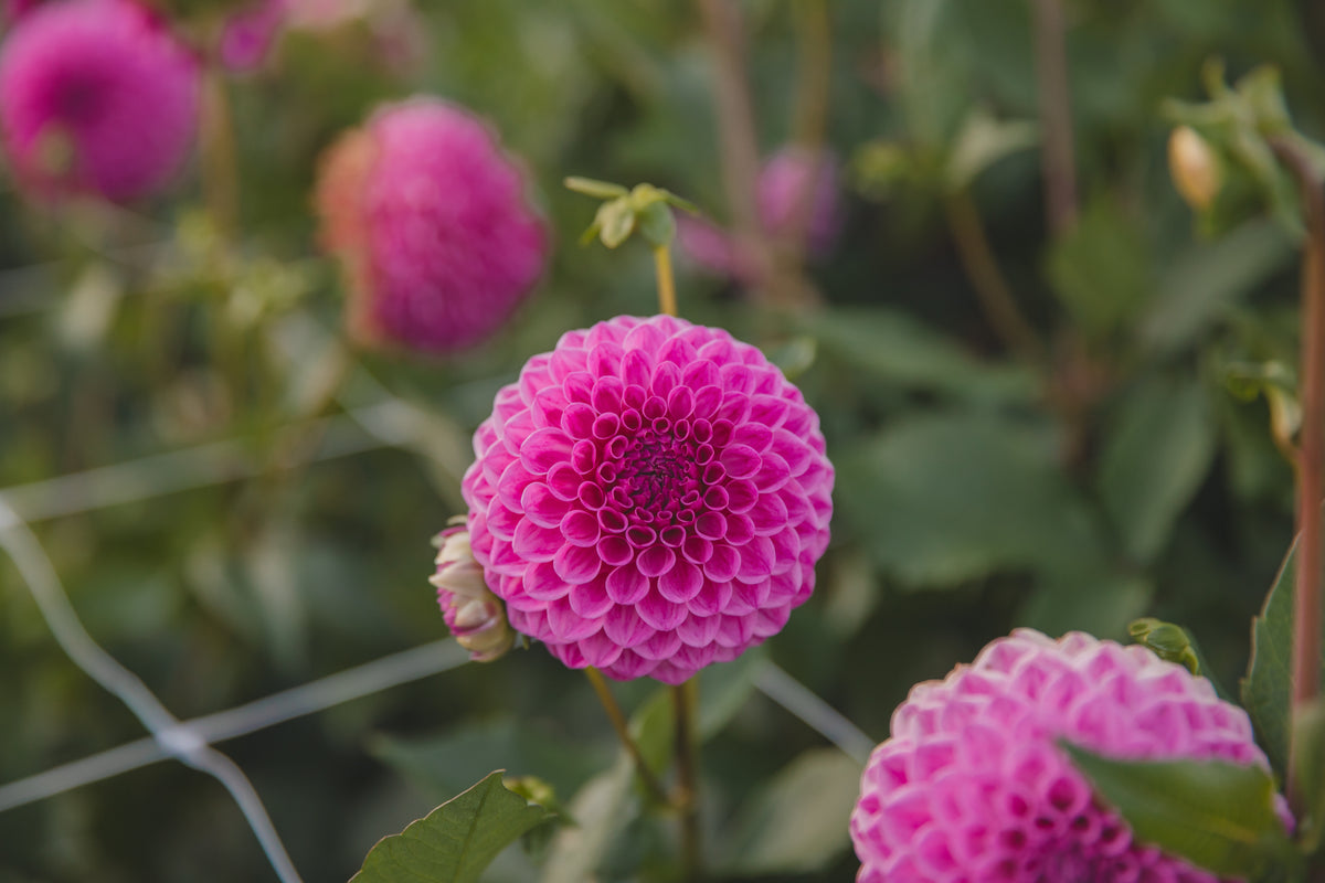 Heather Dahlia