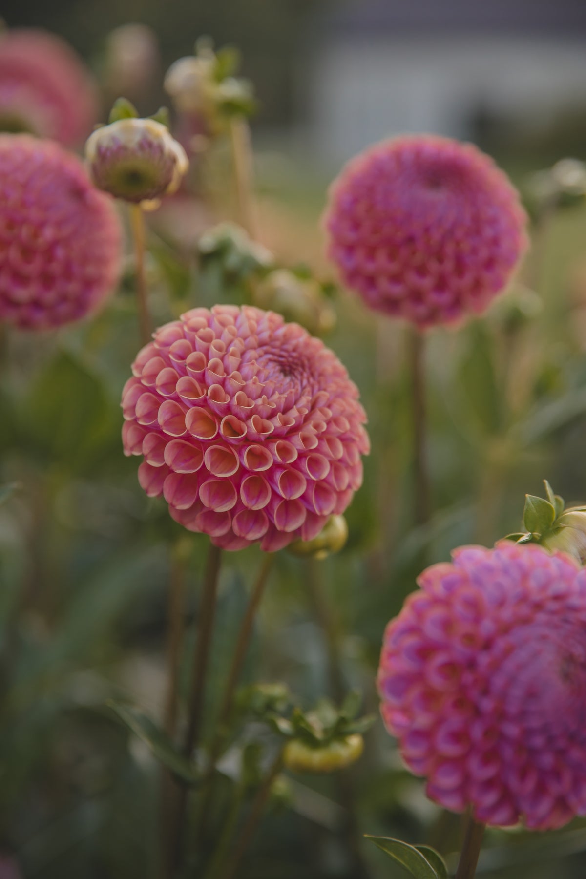 Caitlins Joy Dahlia