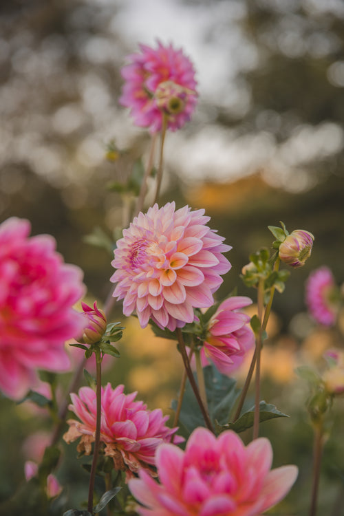 Coralie Dahlia