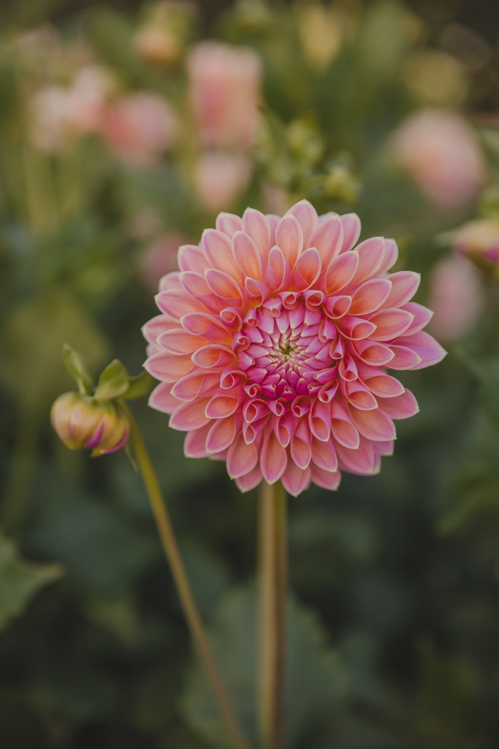 Joal Kailtin Dahlia