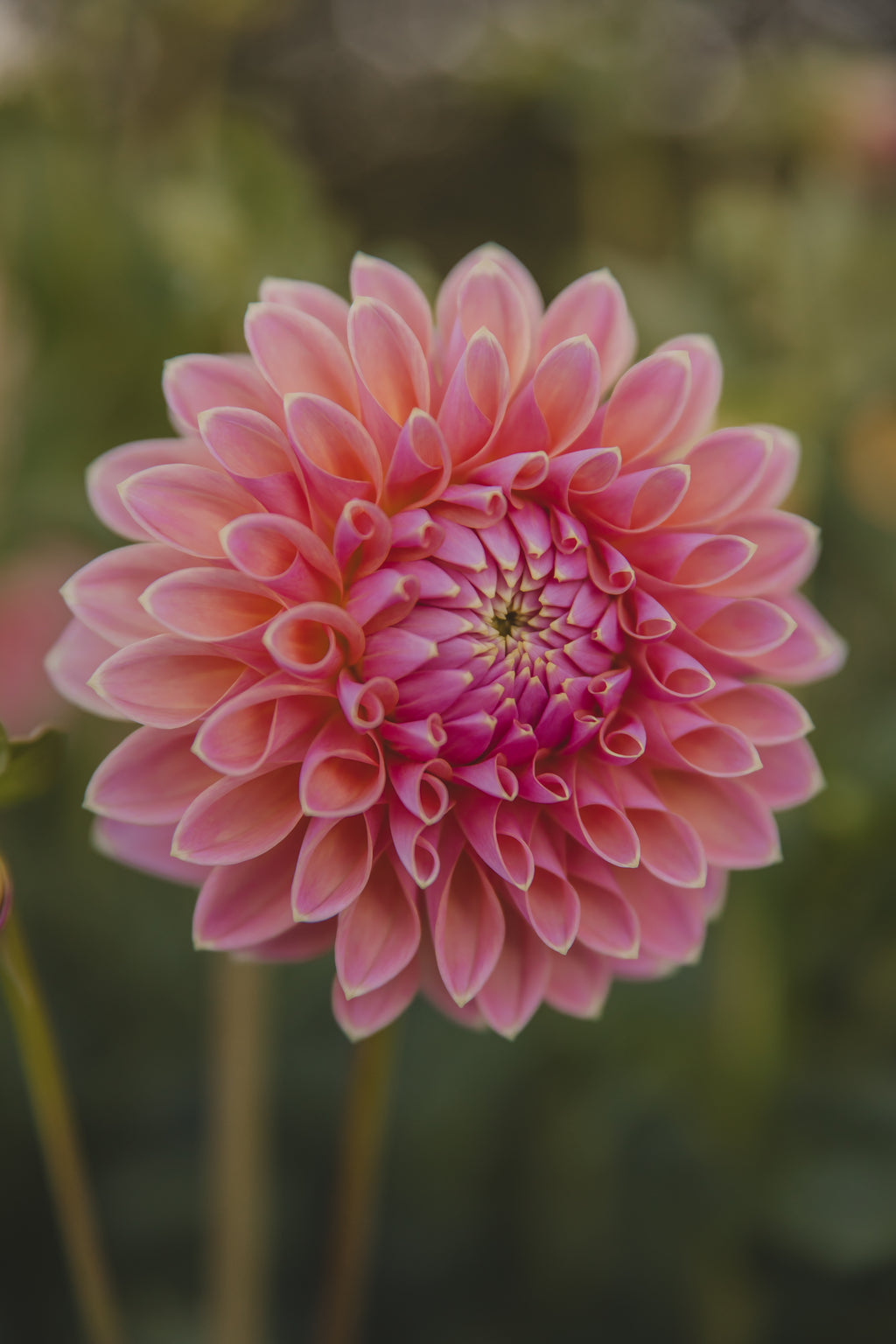 Joal Kailtin Dahlia