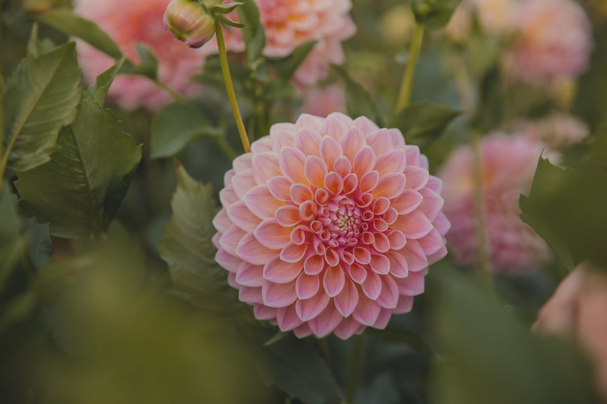 Joal Kailtin Dahlia