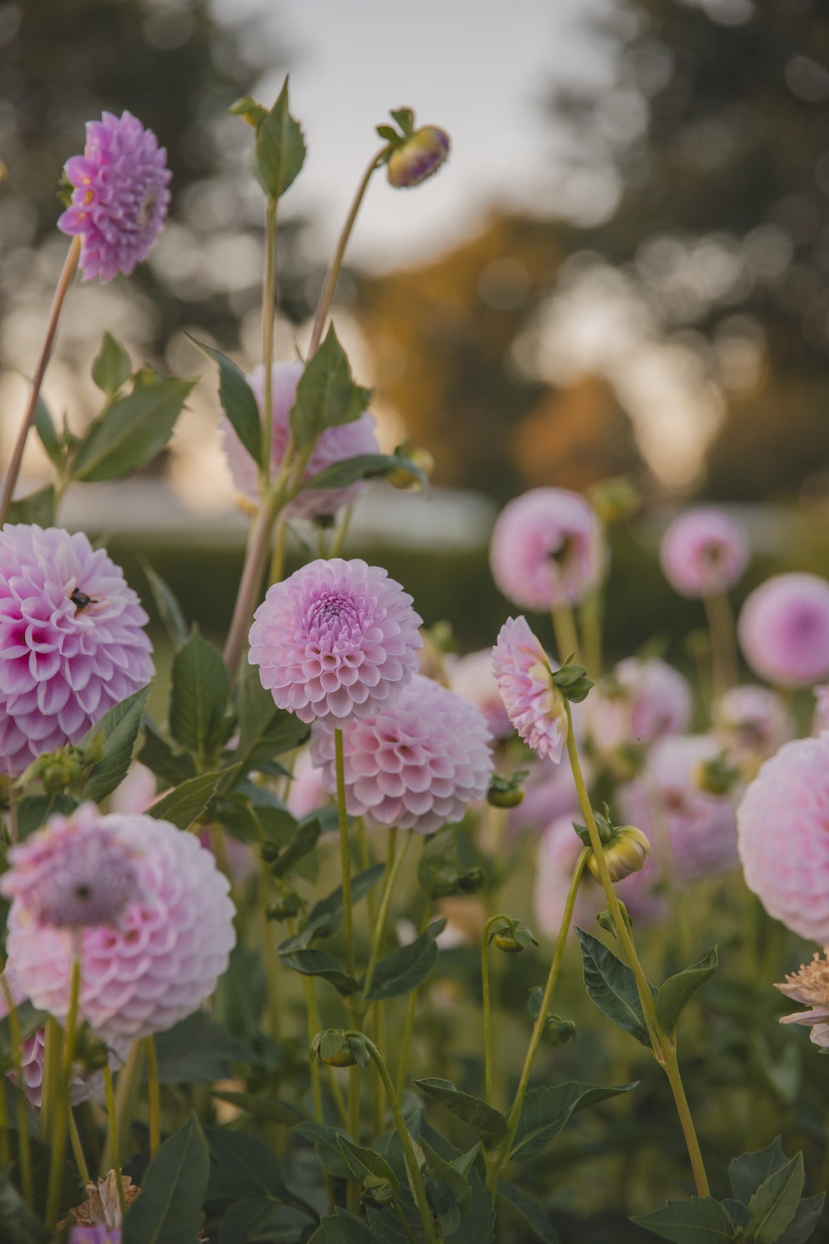 Megan Dean Dahlia