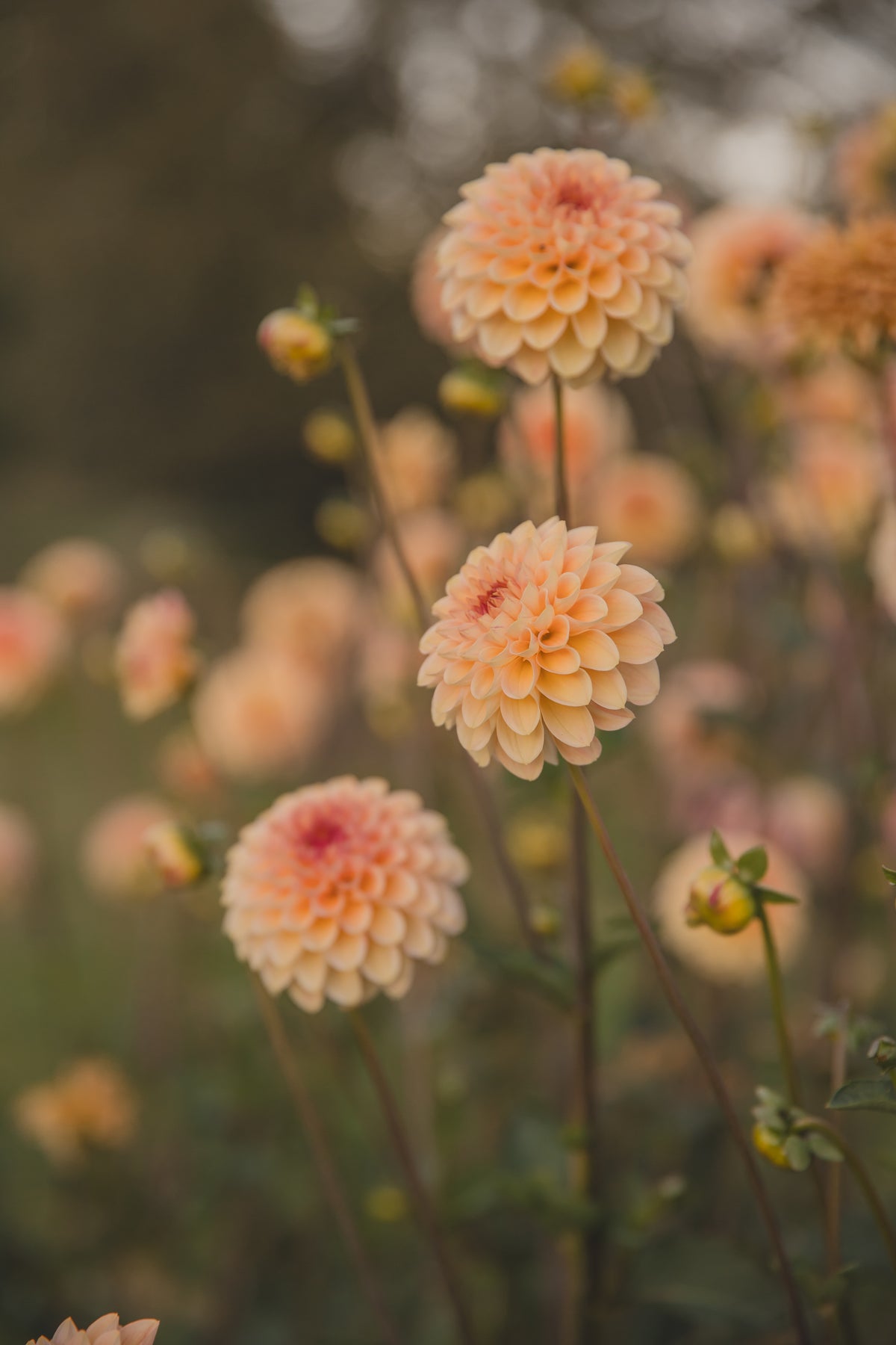 Wine Eyed Jill Dahlia