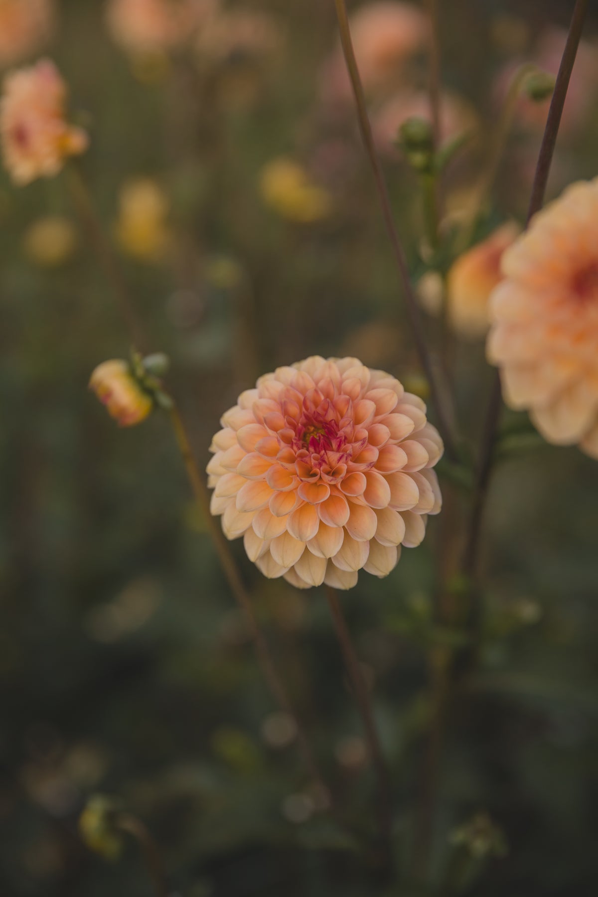 Wine Eyed Jill Dahlia