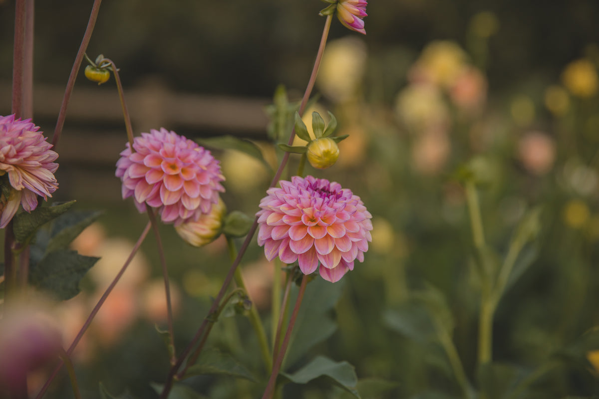 Wine Eyed Jill Dahlia
