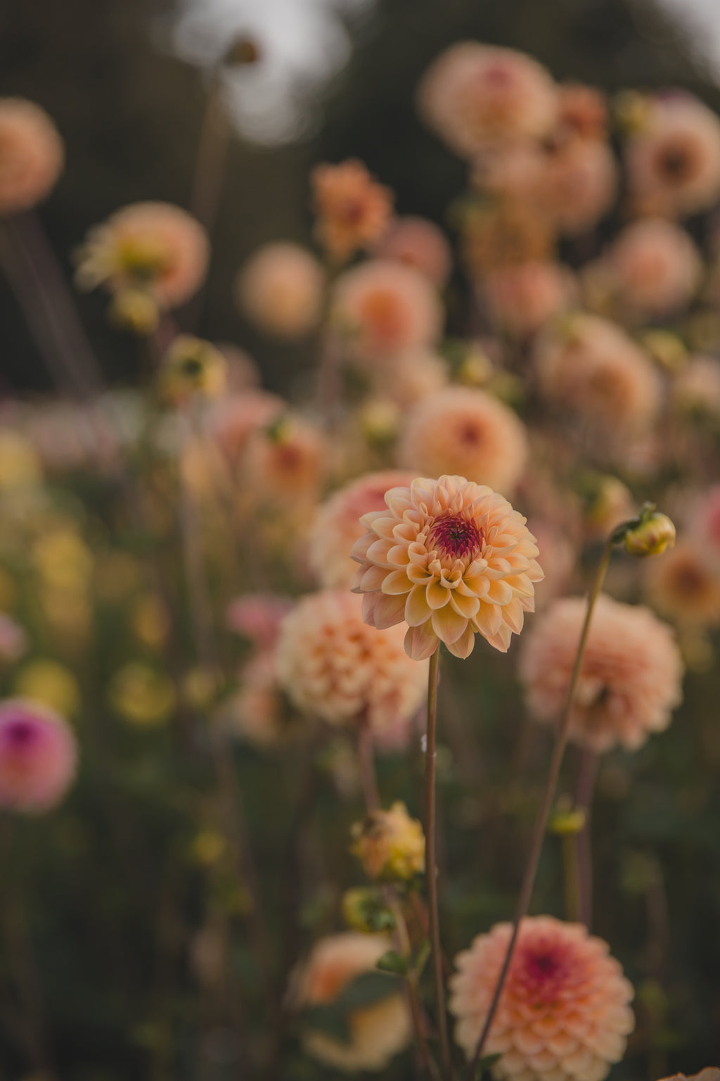 Wine Eyed Jill Dahlia