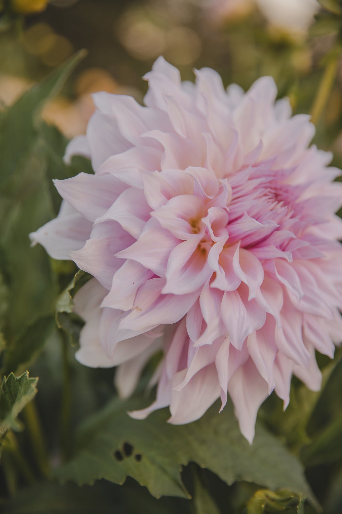 JC's Mary Jane Dahlia
