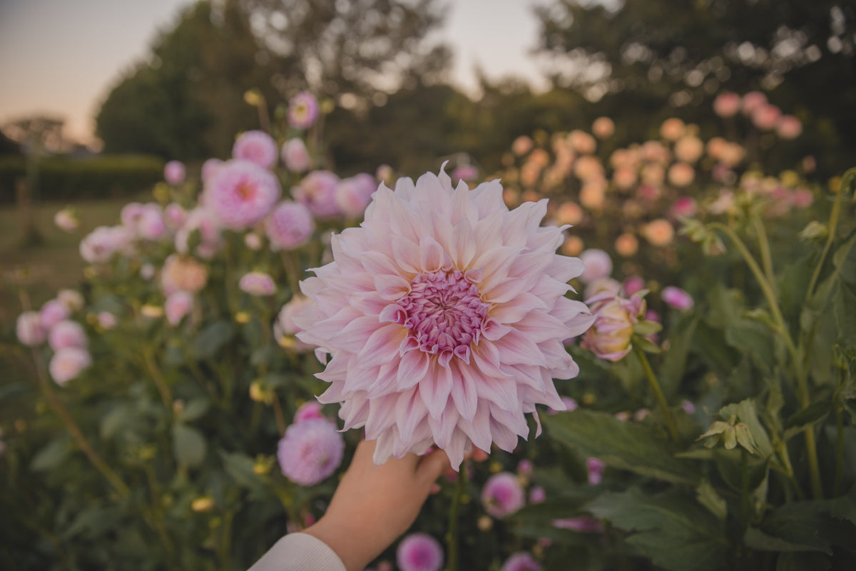 JC's Mary Jane Dahlia