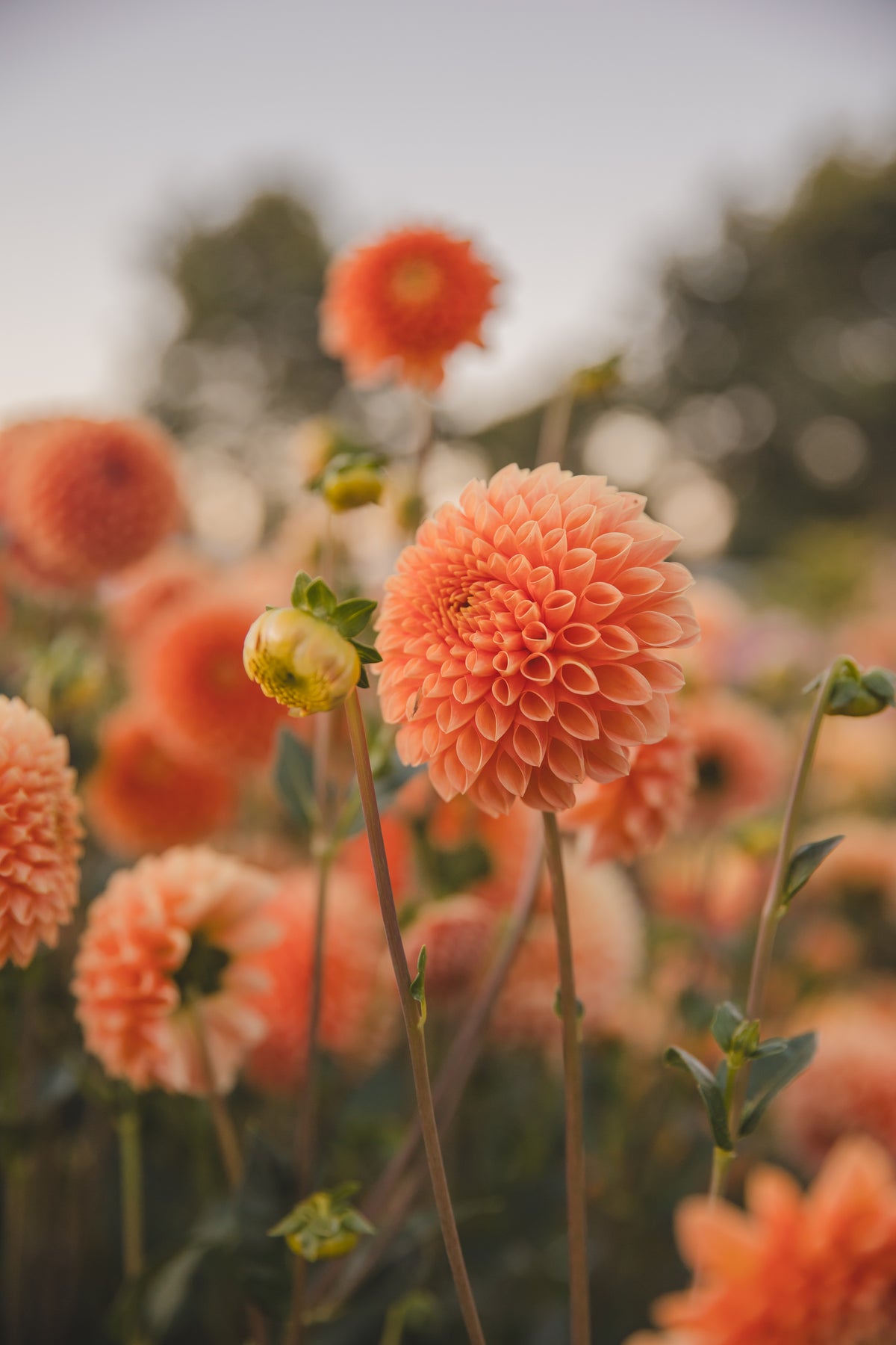 Jowey Linda Dahlia