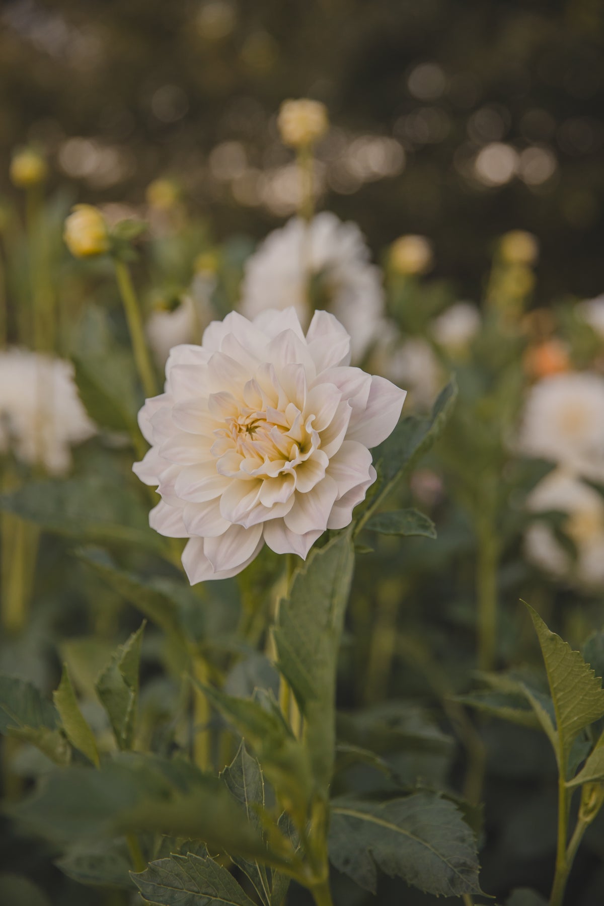 Fleurel Dahlia