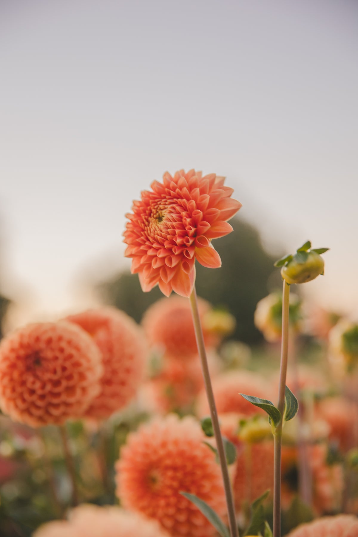 Jowey Linda Dahlia