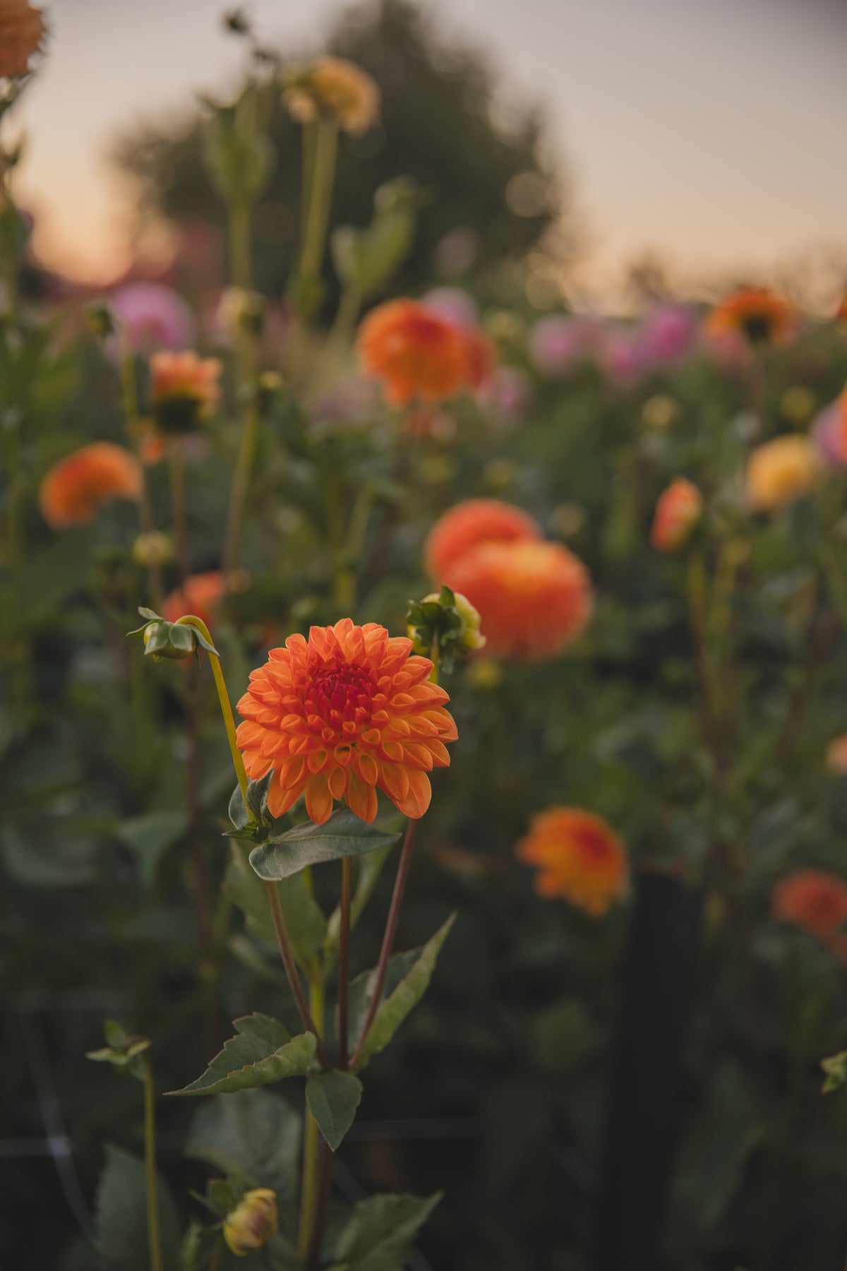 Souvenir d Ete Dahlia