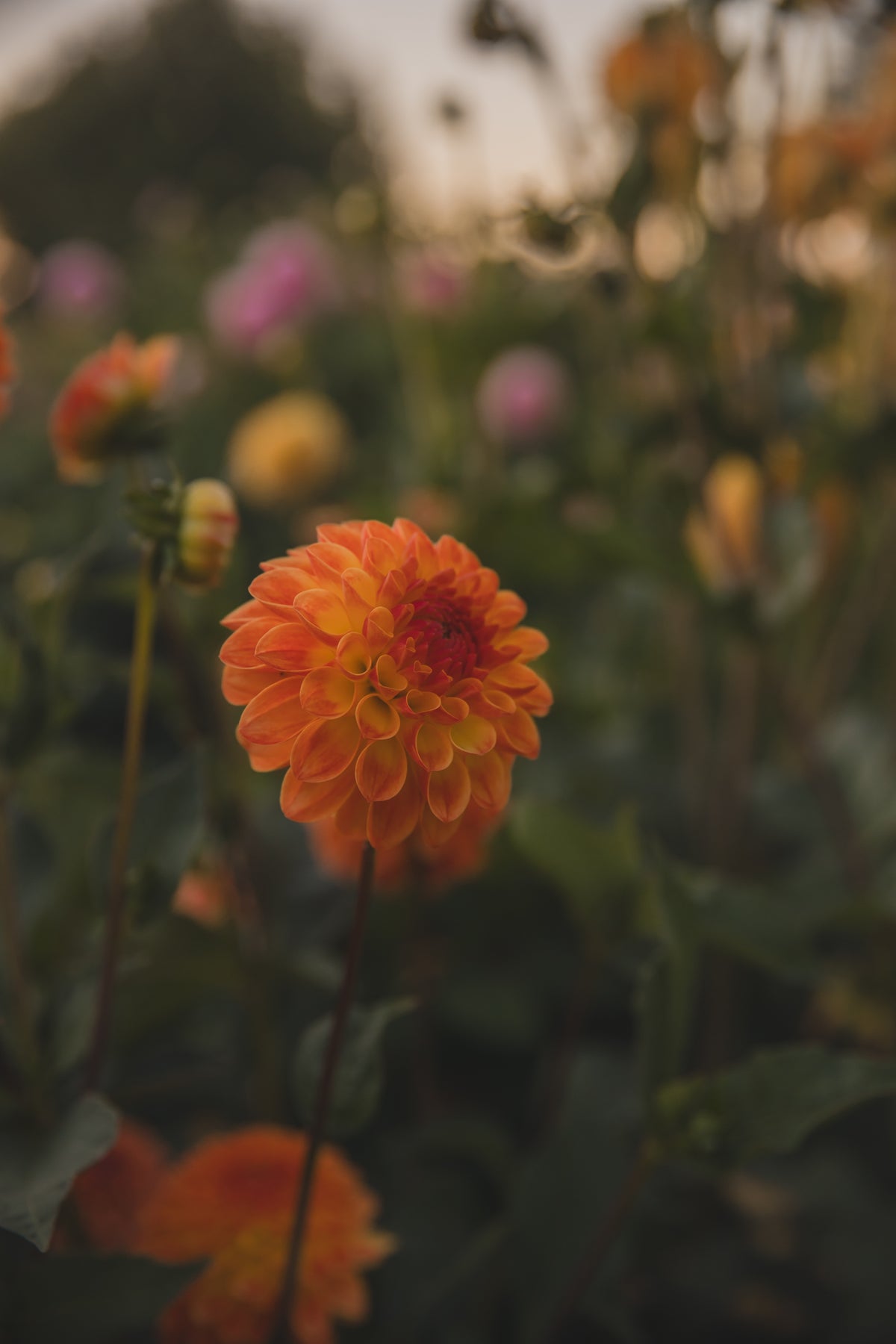 Souvenir d Ete Dahlia