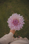 JC's Mary Jane Dahlia