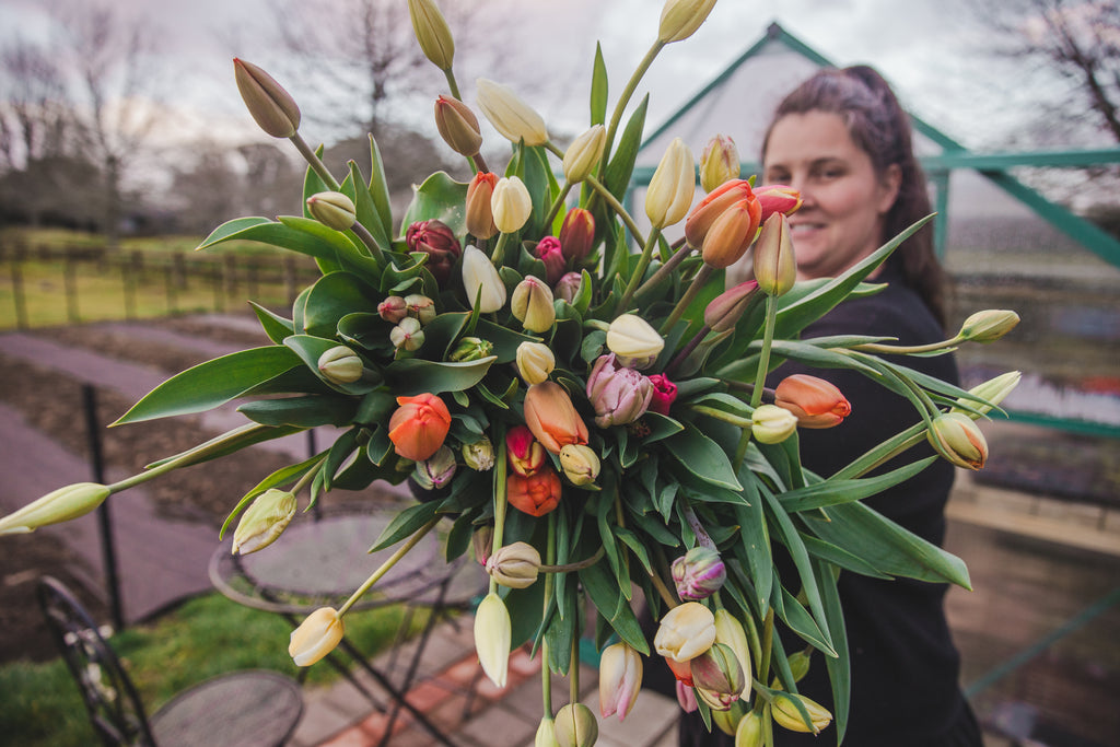 Tulip Subscription