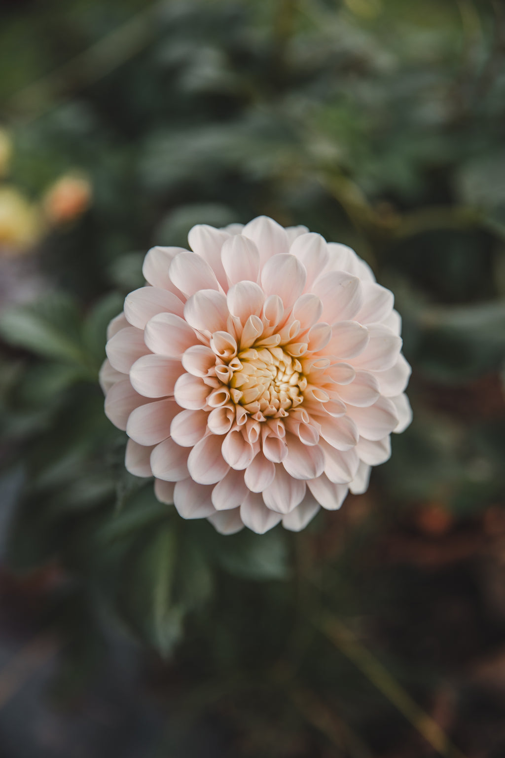 Sweet Nat Dahlia